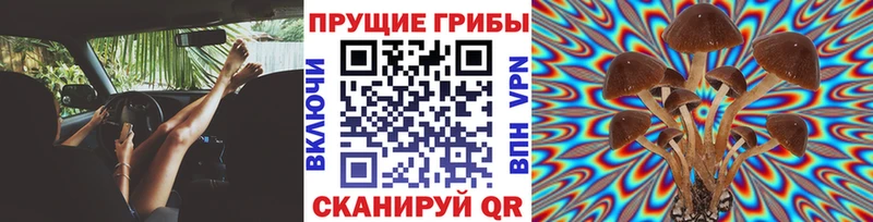 Галлюциногенные грибы прущие грибы  Купить закладки  Бузулук 